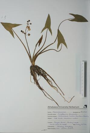   Sagittaria cuneata  (Arum-Leaved Arrowhead)   