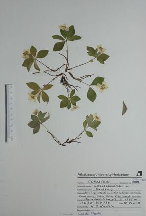   Cornus canadensis (Bunchberry)   