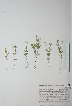   Stellaria monantha (Long stalked chickweed)   