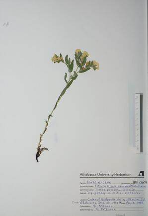 Lithospermum canesens (Hoary puccoon; cowslip): Hoary puccoon; cowslip