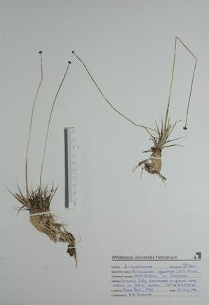 Eriocaulon aquaticum (Duckgrass): Duckgrass