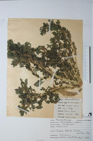 Amaranthus albus (Tumble weed): Tumble weed