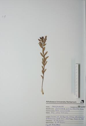 Commandra pallida (Pale Commandra): Pale Commandra