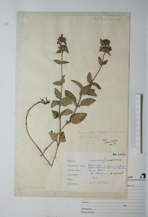   Calamintha vulgaris (Wild Basil)   