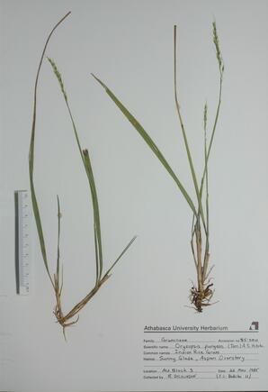 Oryzopsis pungens (Indian Rice Grass): Indian Rice Grass