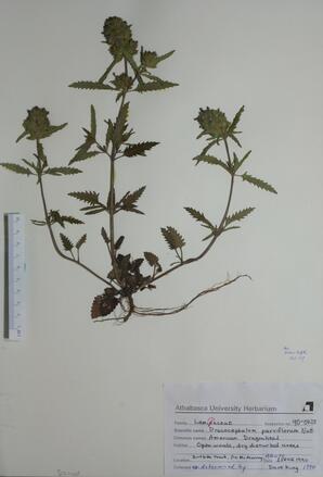 Dracocephalum parviflorum (American Dragonhead): American Dragonhead