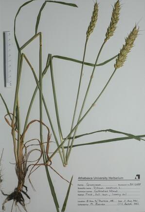 Triticum aestivum (Cultivated Wheat): Cultivated Wheat
