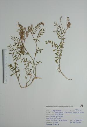 Astragalus flexuosus (Milk Vetch): Milk Vetch