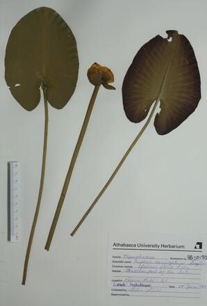 Nuphar varigatum (Yellow Pond Lily): Yellow Pond Lily