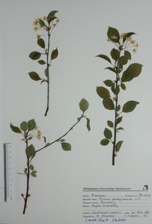 Prunus pensylvanica (Pincherry): Pincherry