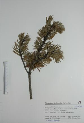 Arceuthobium americanum (Dwarf Mistletoe): Dwarf Mistletoe