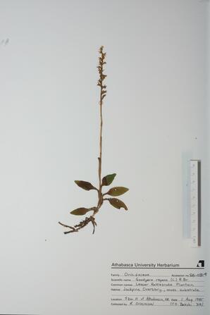 Goodyera repens (L.R.Snake Plantain): L.R.Snake Plantain