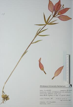 Lilium philadelphicum v. andin (Western Wood Lily): Western Wood Lily