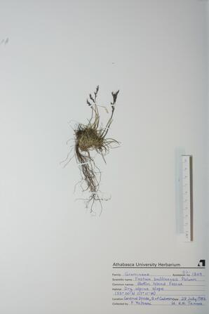 Festuca baffinensis (Baffin Island Fescue): Baffin Island Fescue