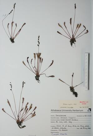 Drosera anglica (Sundew): Sundew