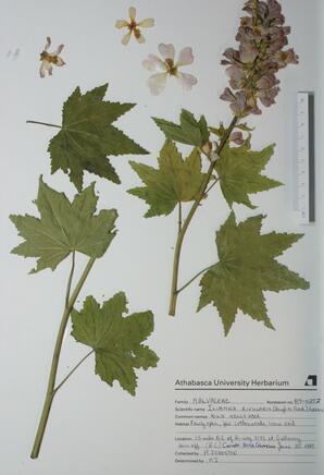 Iliamna rivularis (Wild Holly hock): Wild Holly hock