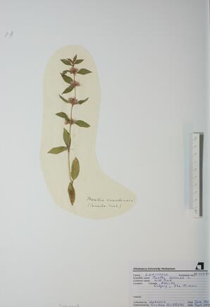  Mentha arvensis (Wild Mint)   
