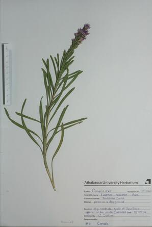 Liatris punctata (Blazing Star): Blazing Star
