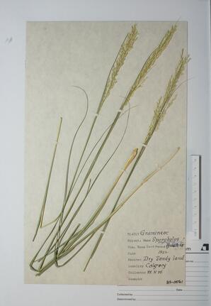 Sporobolous cryptandrus (Sand Dropseed): Sand Dropseed