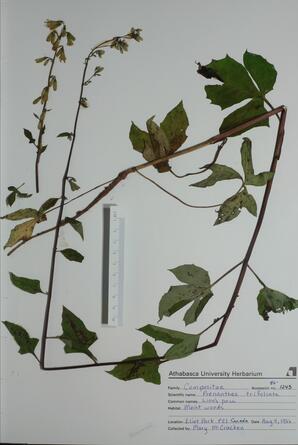 Preanthea trifoliata (Lion's Paw): Lion's Paw