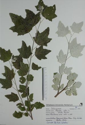   Populus alba (White Poplar)   