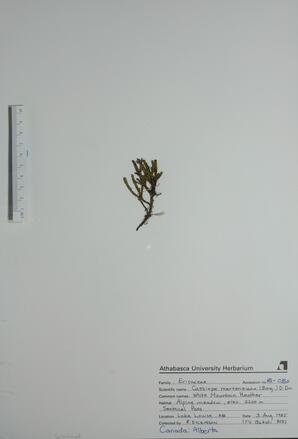 Cassiope mertensiana (White Mtn. Heather): White Mtn. Heather