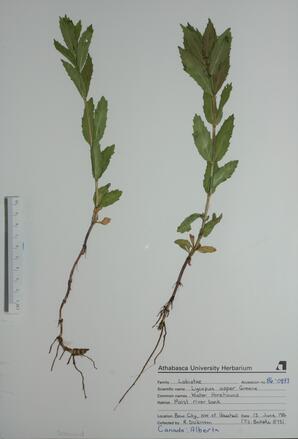 Lycopus asper  (Water Horehound)  