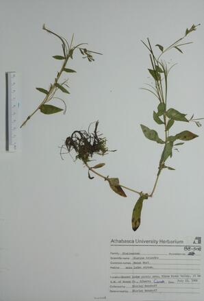 Elatine triandra (Water wort): Water wort