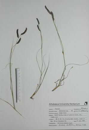   Bouteloua gracilis (Grama Grass)   