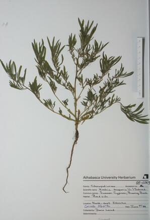 Kochia scoparia (Summer Cypress; Burning Bush): Summer Cypress; Burning Bush