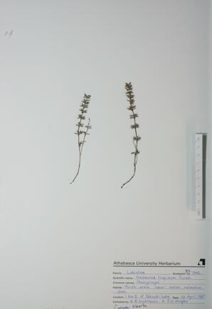  Hedeoma hispidum  (Pennyroyal)  