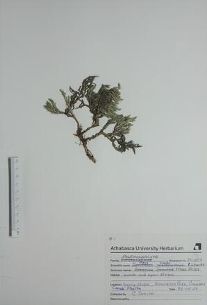 Phlox hoodii (Moss Phlox): Moss Phlox