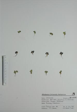 Spirodela polyrrhiza (Larger Duckweed): Larger Duckweed