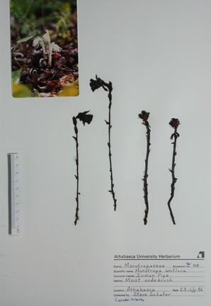 Monotropa uniflora (Indian Pipe): Indian Pipe
