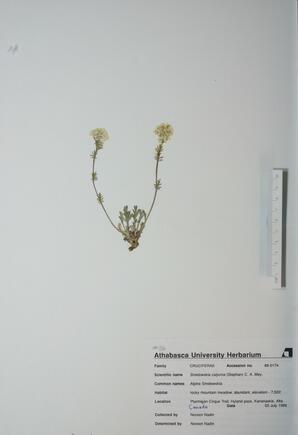 Smelowskia calycina (Smelowskia): Smelowskia