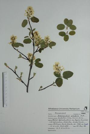   Amelanchier alnifolia (Saskatoon)   