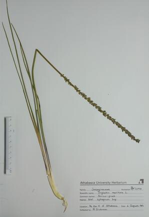   Triglochin maritima  (Arrow Grass)   