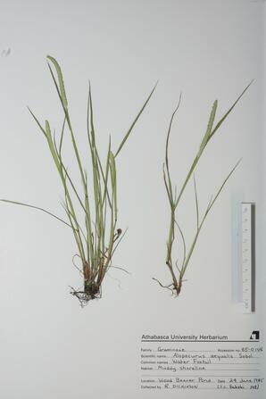 Alopecurus aequalis (Water Foxtail): Water Foxtail
