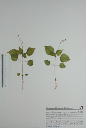  Circaea alpina (Enchanters Nights)  