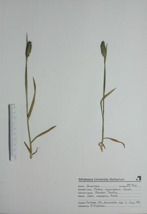 Phleum commutatum (Mountain Timothy): Mountain Timothy