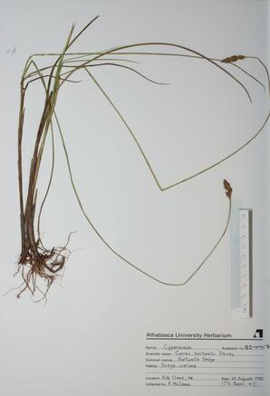Carex sartwellii (Sartwell's Sedge): Sartwell's Sedge