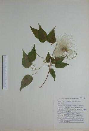 Clematis occidentalis (Virgen's Bower): Virgen's Bower