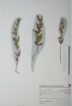   Scutellaria galericulata (Common Skullcap)   