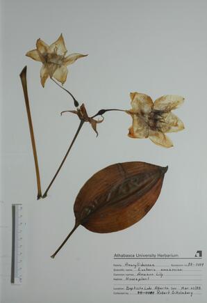 Eucharis amazonica (Amazon Lily): Amazon Lily