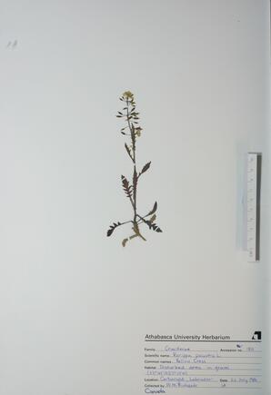 Rorippa palustris (Yellow Cress): Yellow Cress