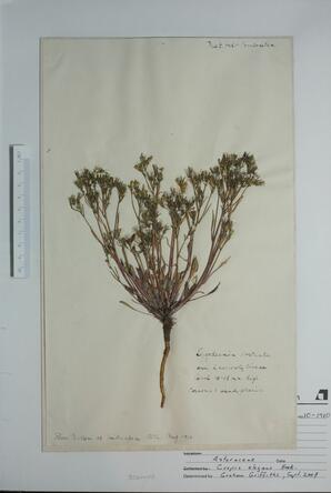 Crepis elegans ()
