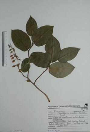   Gaultheria shallon (Salol)   