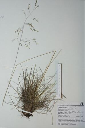 Deschampia caespitosa (Tufted Hair Grass): Tufted Hair Grass