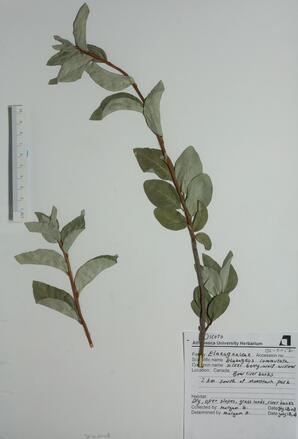   Elaeagnus commutata  (Silver-berry)   