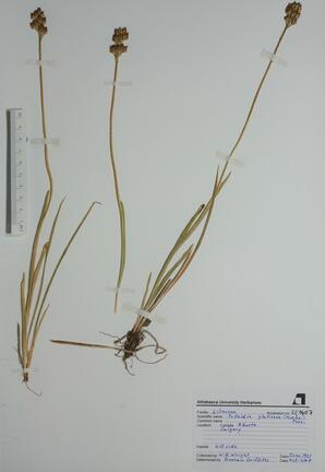 Tofieldia glutinosa (False Asphodel): False Asphodel